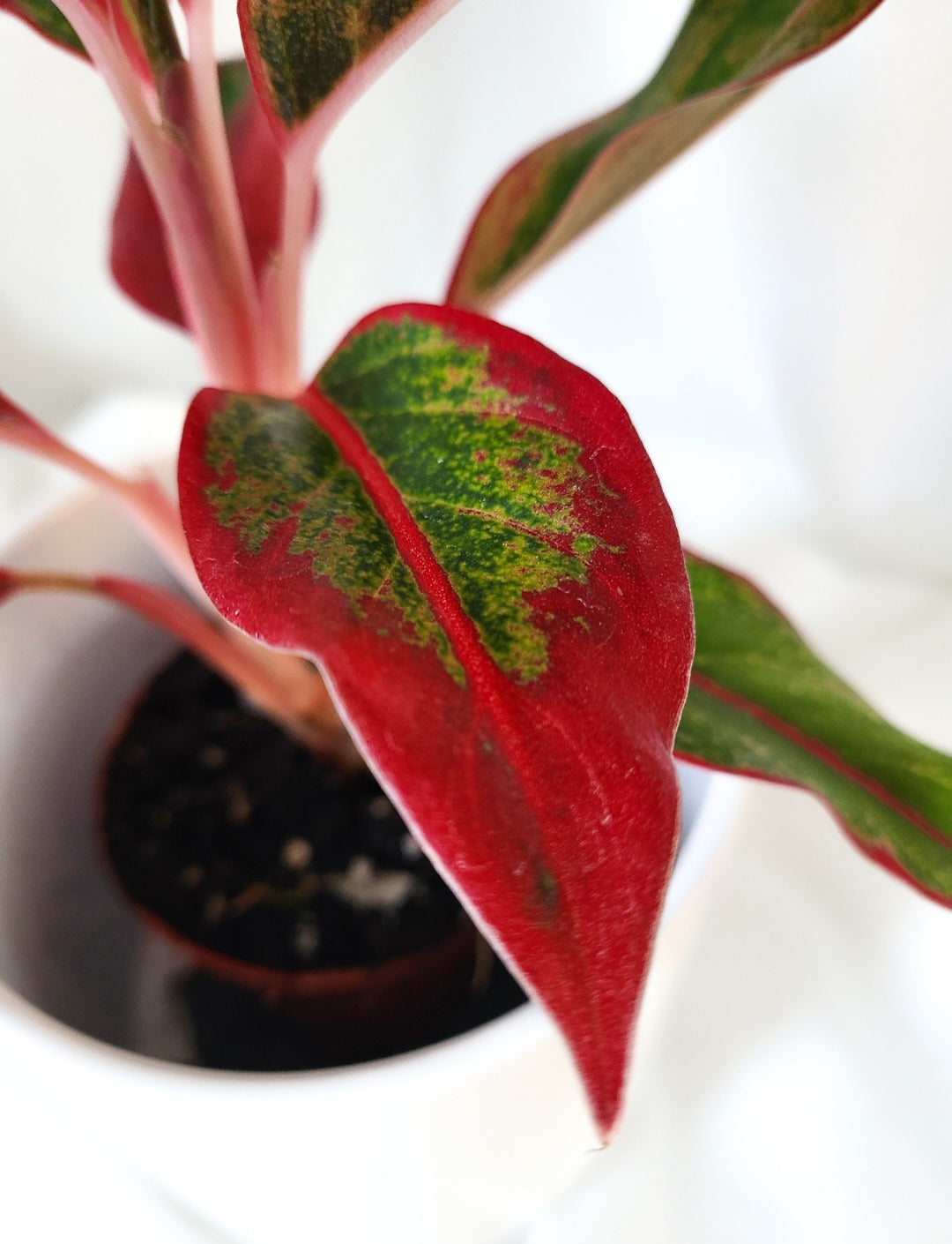 Aglaonema siam