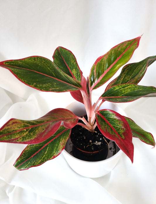 Aglaonema siam