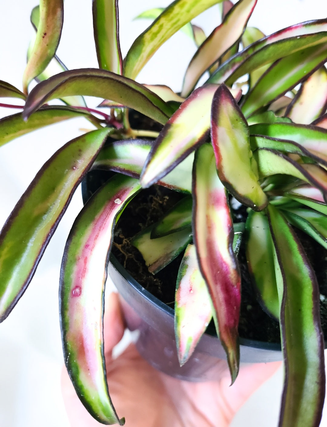 Hoya wayetii tricolor