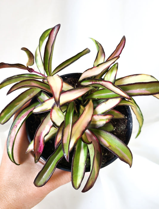 Hoya wayetii tricolor