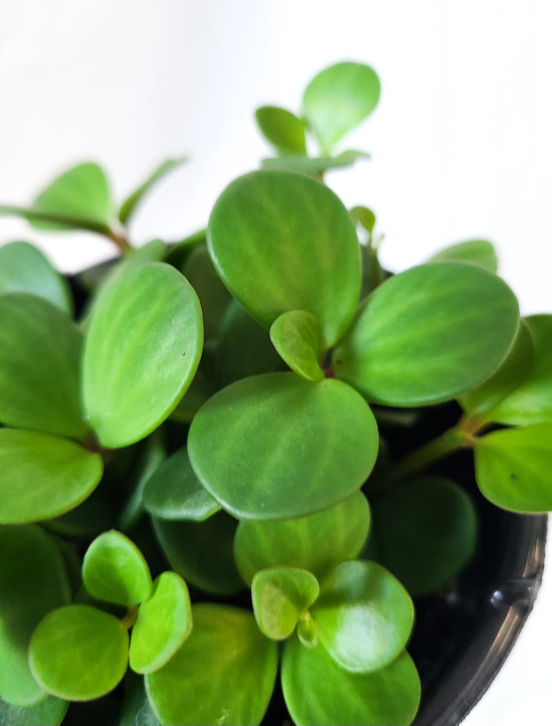 Peperomia hope