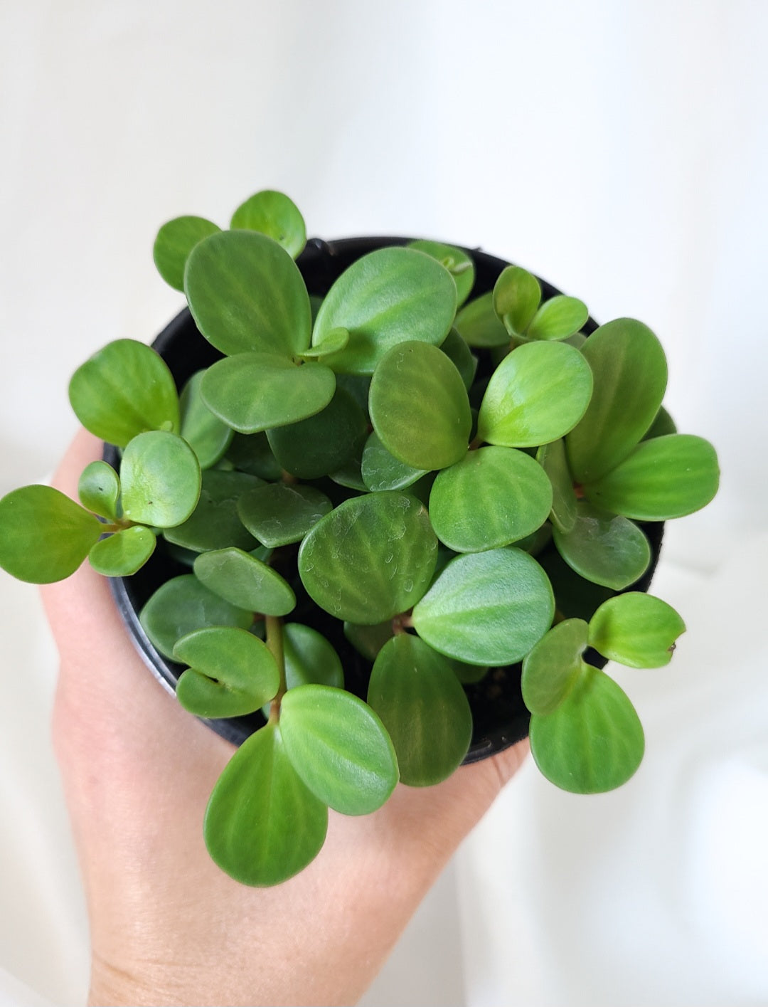 Peperomia hope