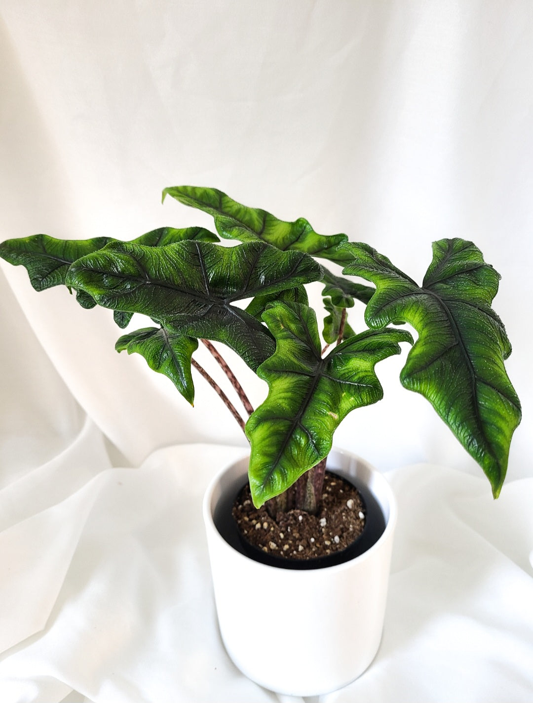 Alocasia Jacklyn