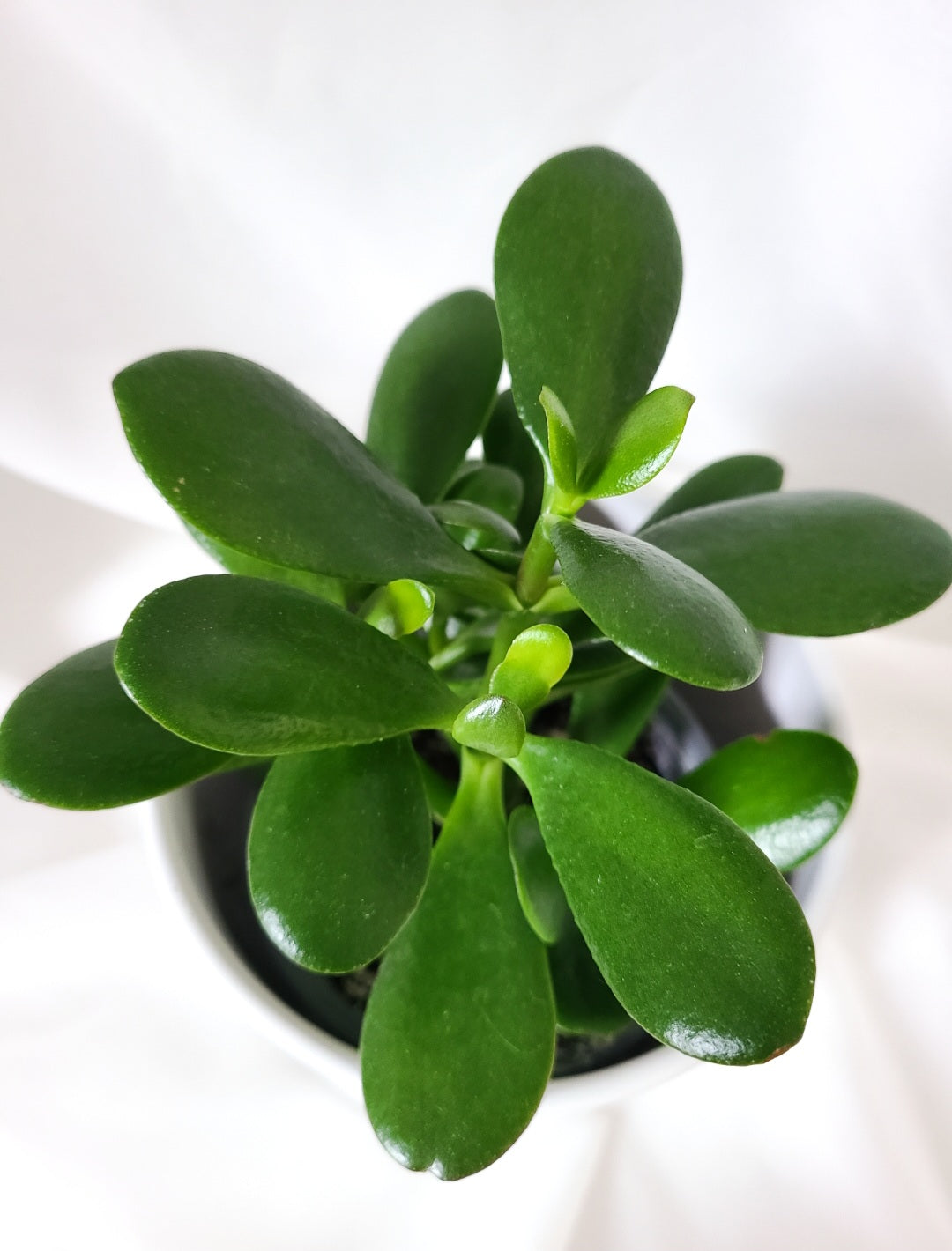 Crassula arbre de jade