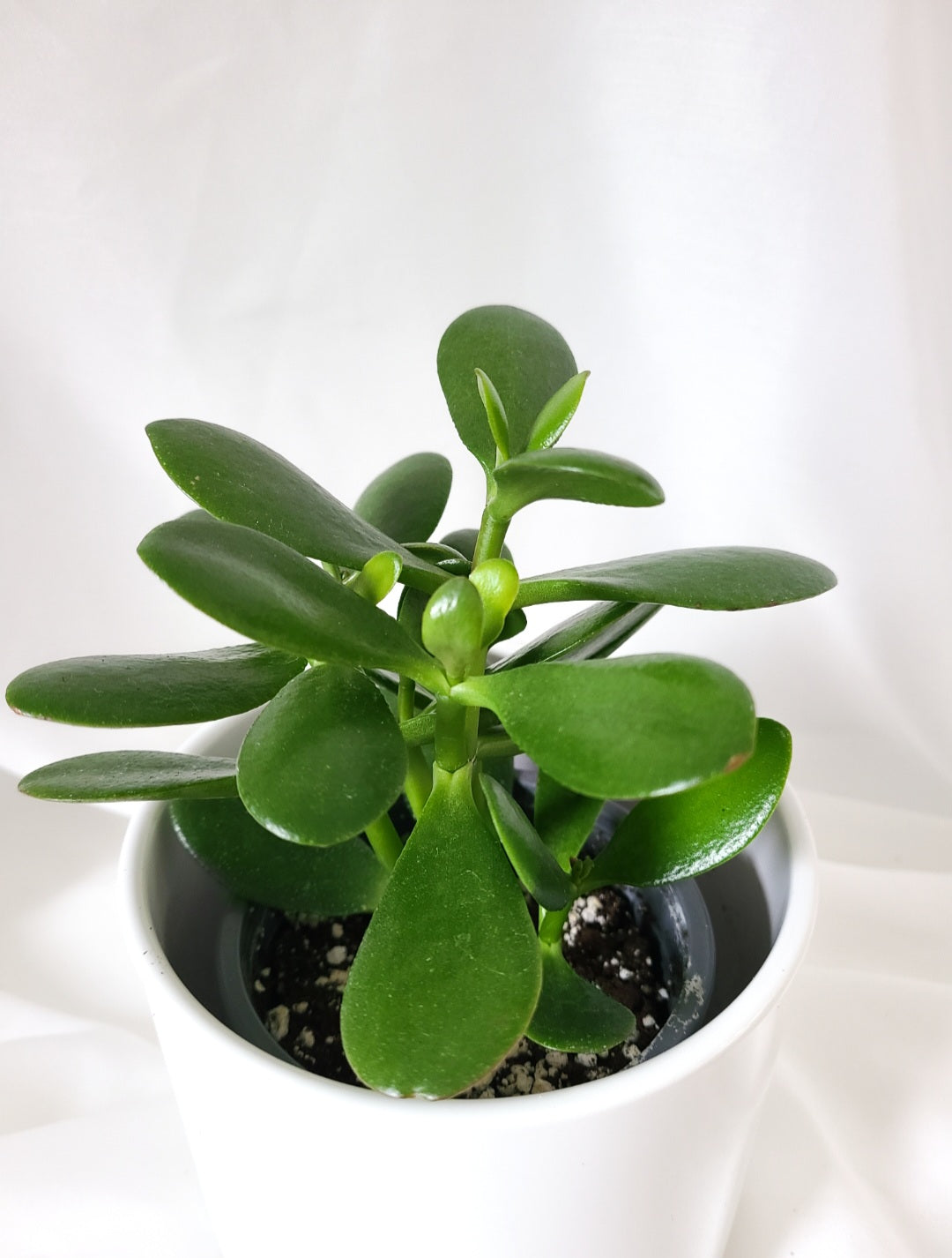 Crassula arbre de jade