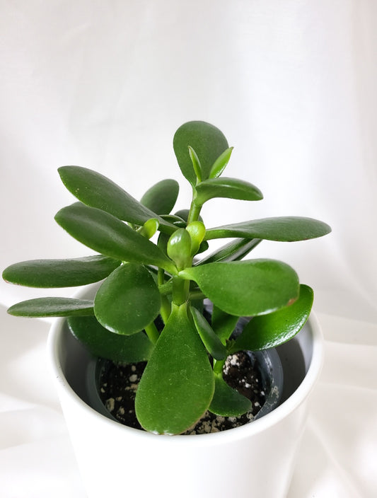 Crassula arbre de jade