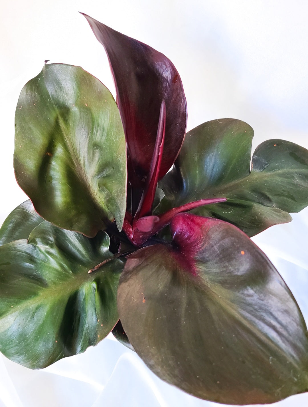 Philodendron red heart