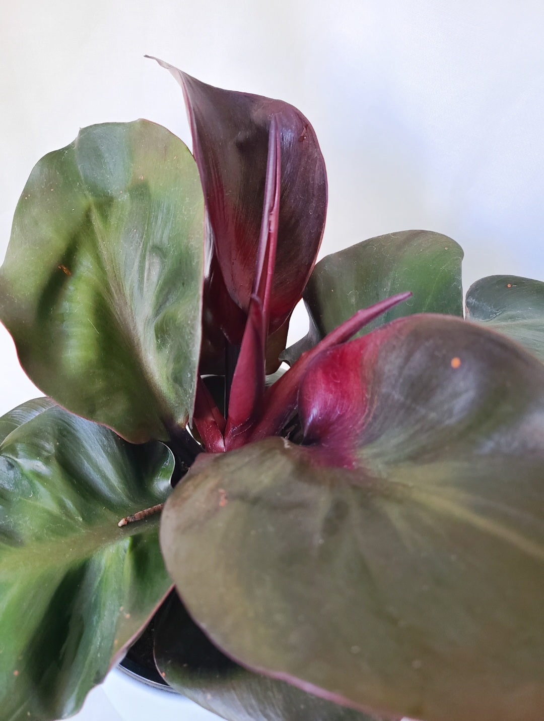 Philodendron red heart