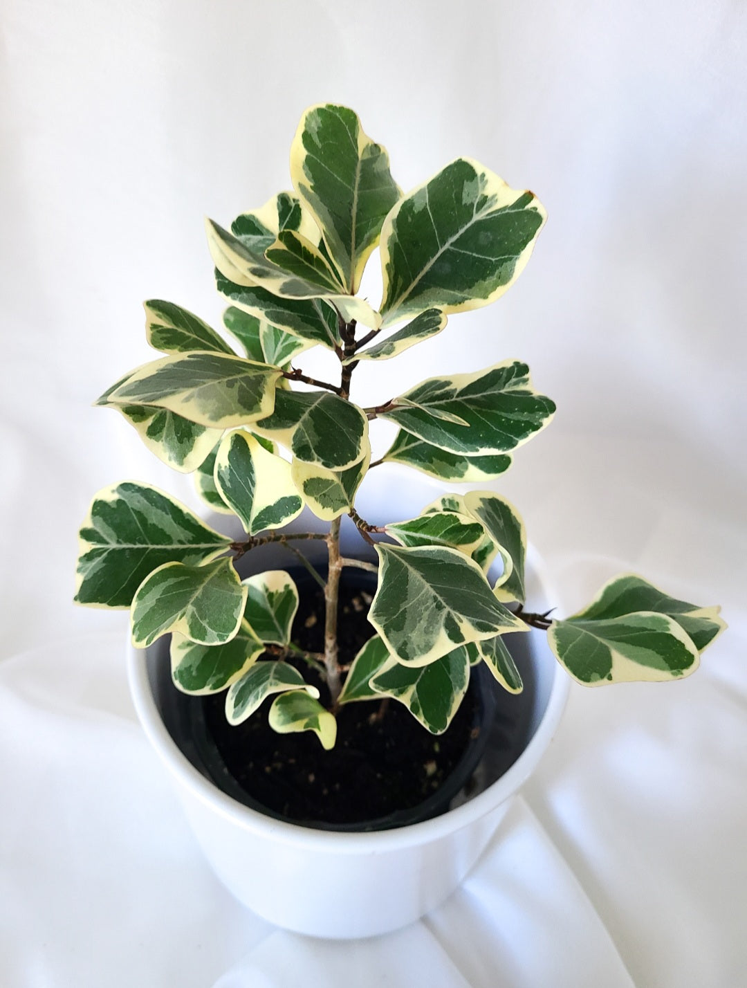 Ficus triangularis