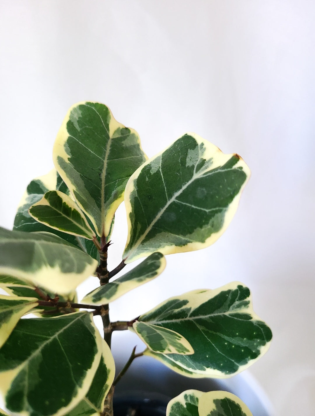 Ficus triangularis