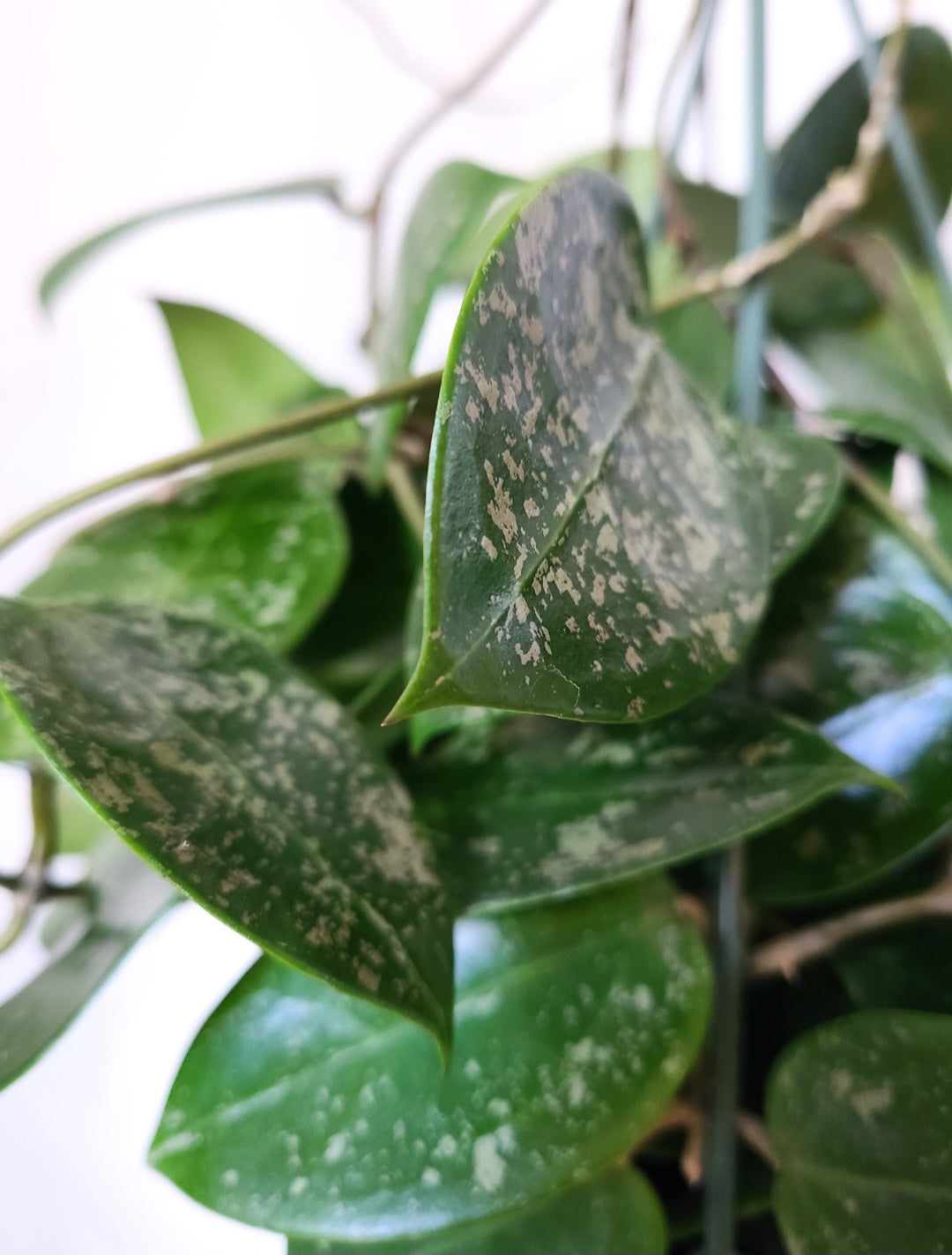 Hoya parasitica splash