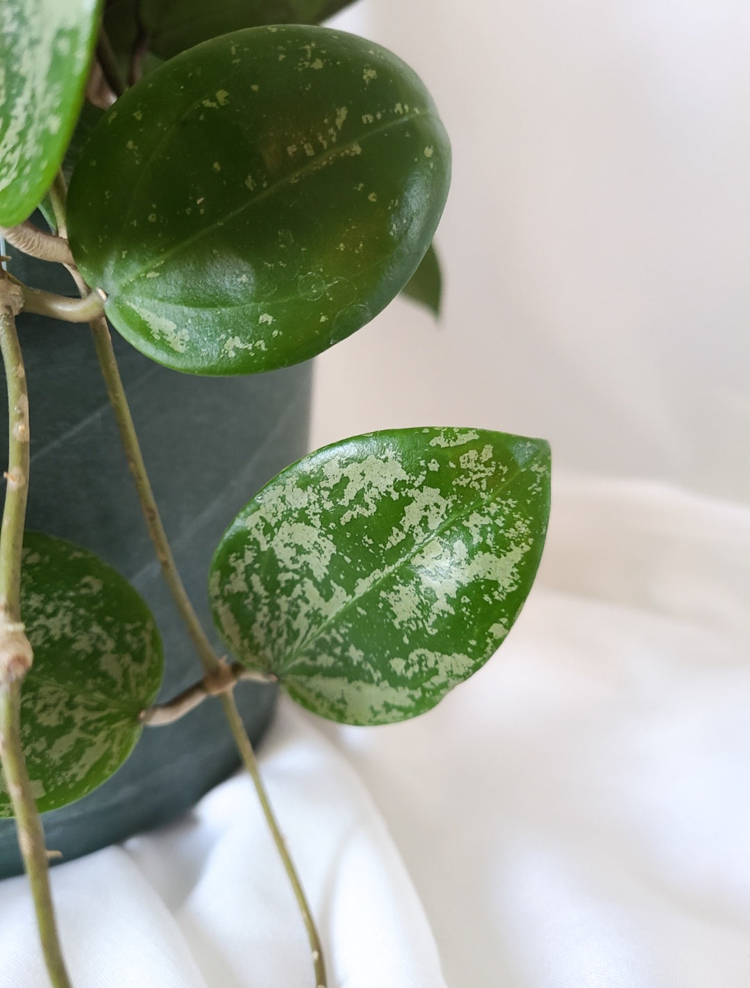 Hoya parasitica splash