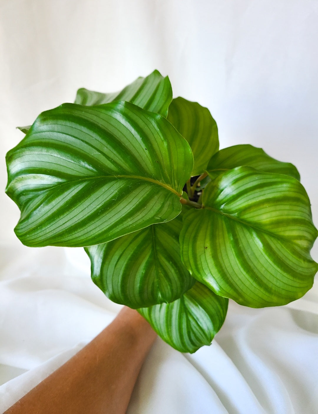 Calathea orbifolia