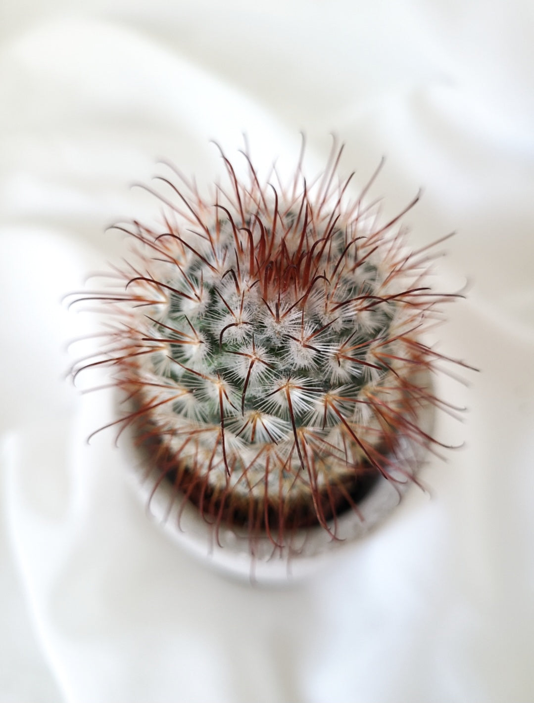 Mammillaria bombycina