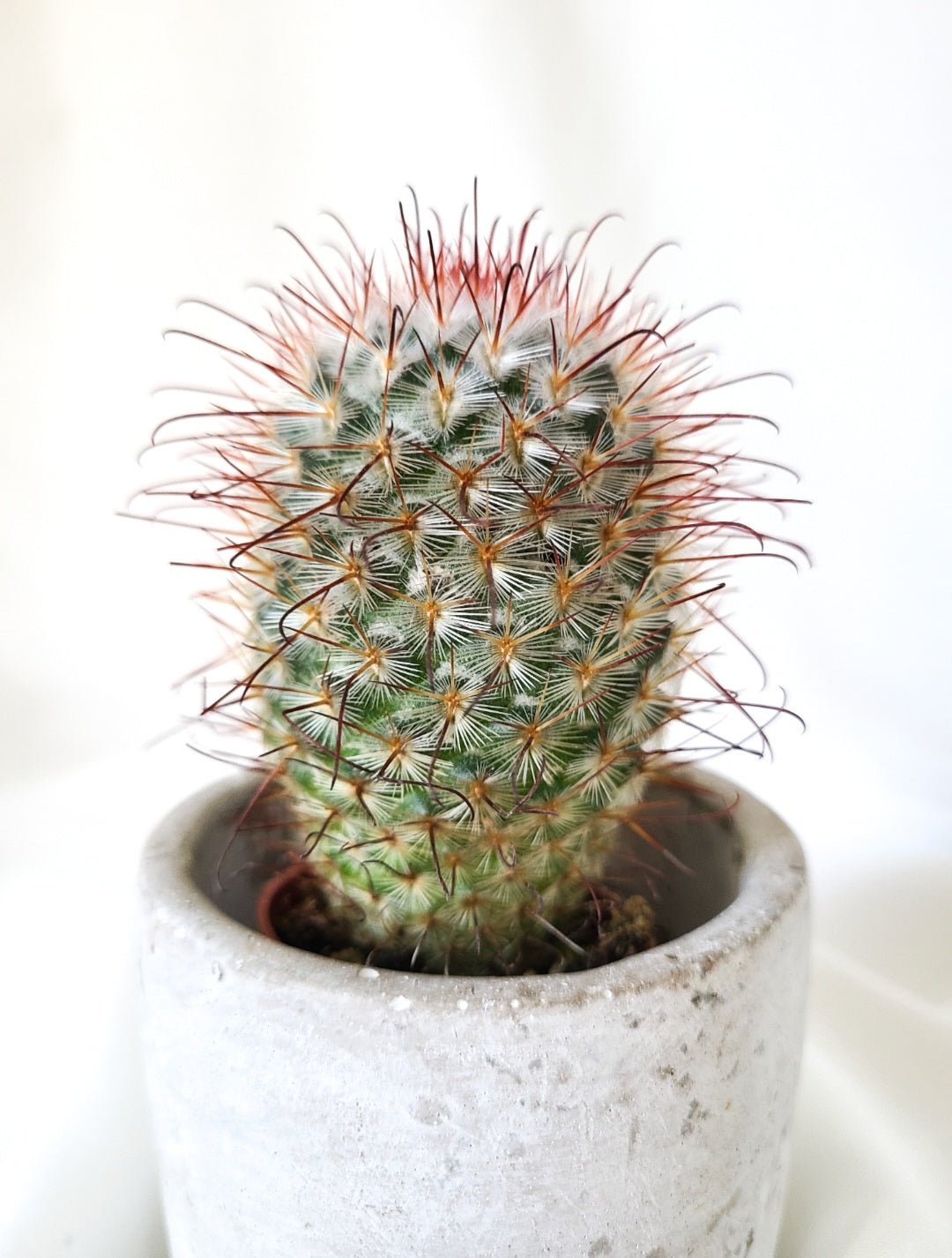 Mammillaria bombycina