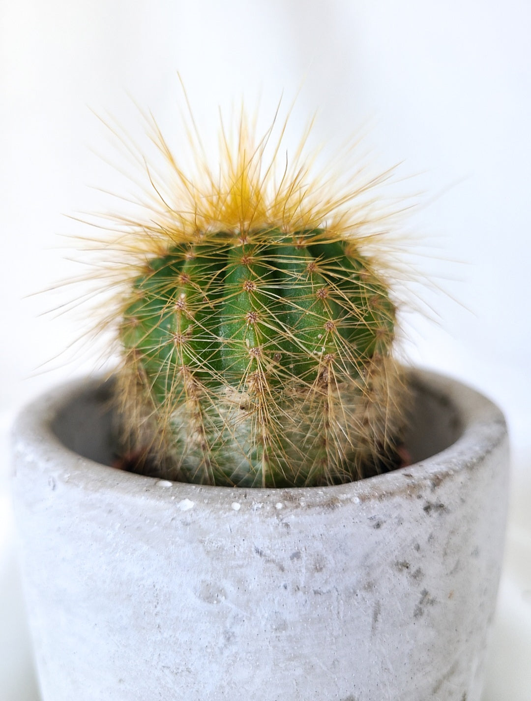 Notocactus golden ball