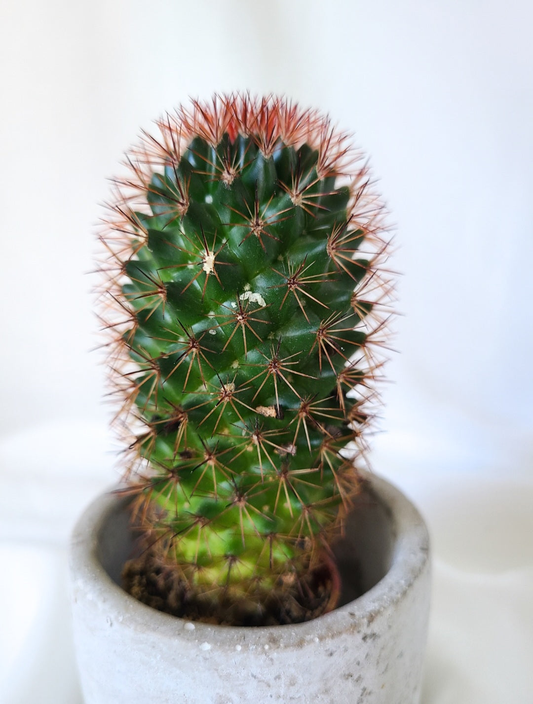 Echinocactus grusonii