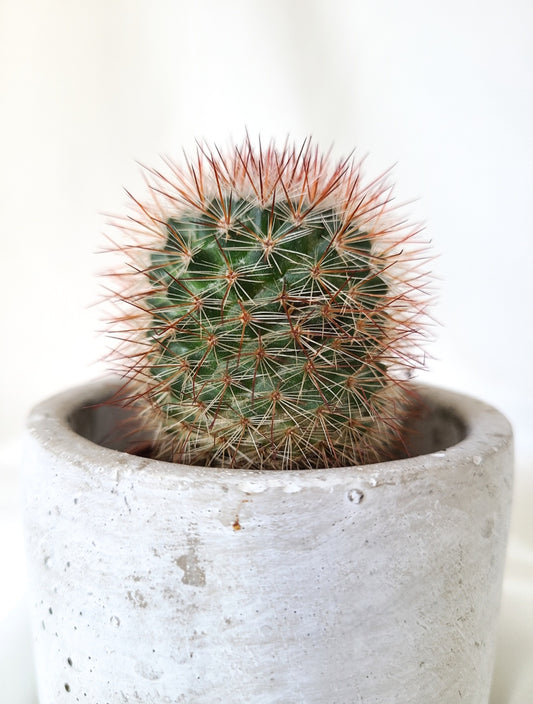 Mammillaria pilcayensis