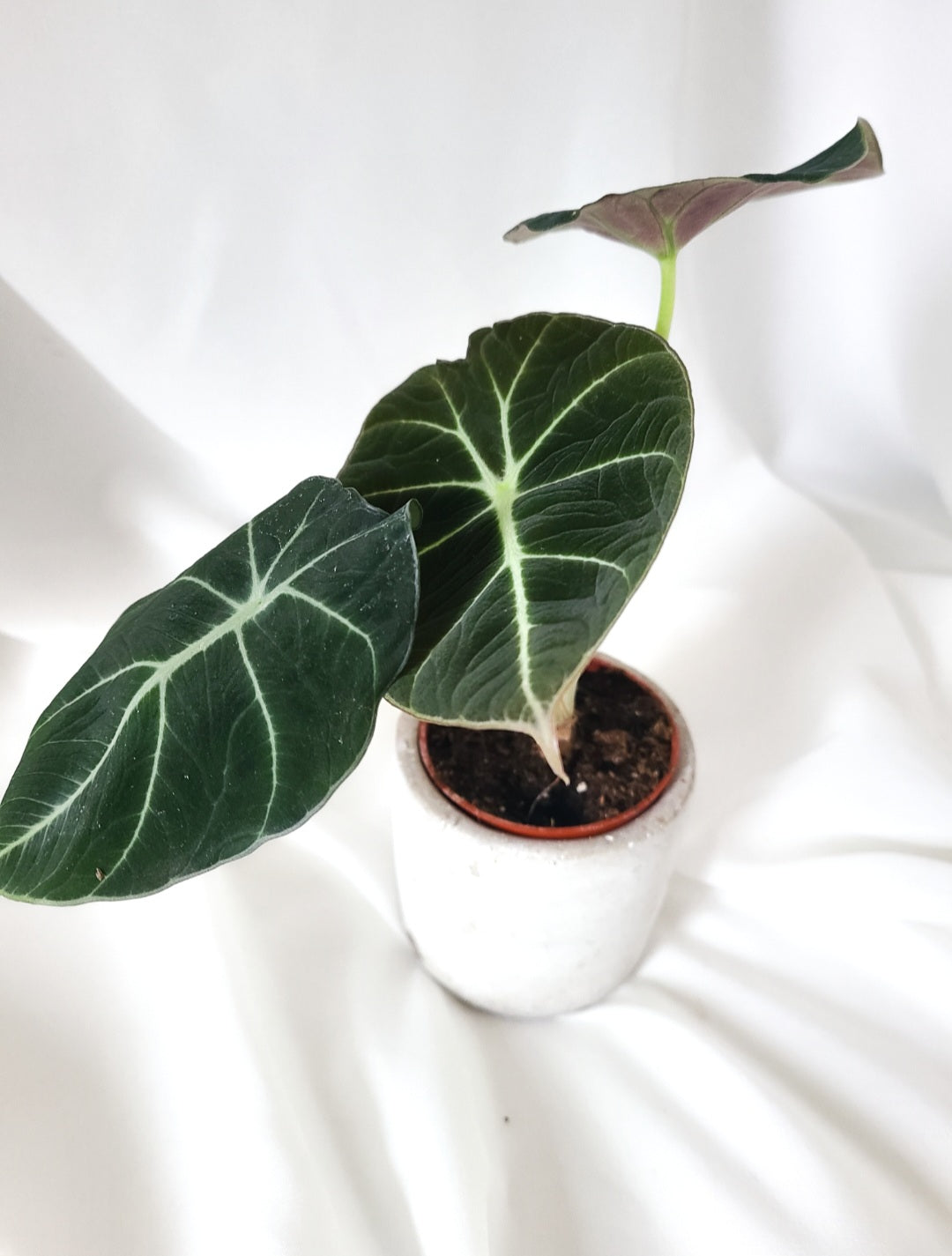 Alocasia black velvet