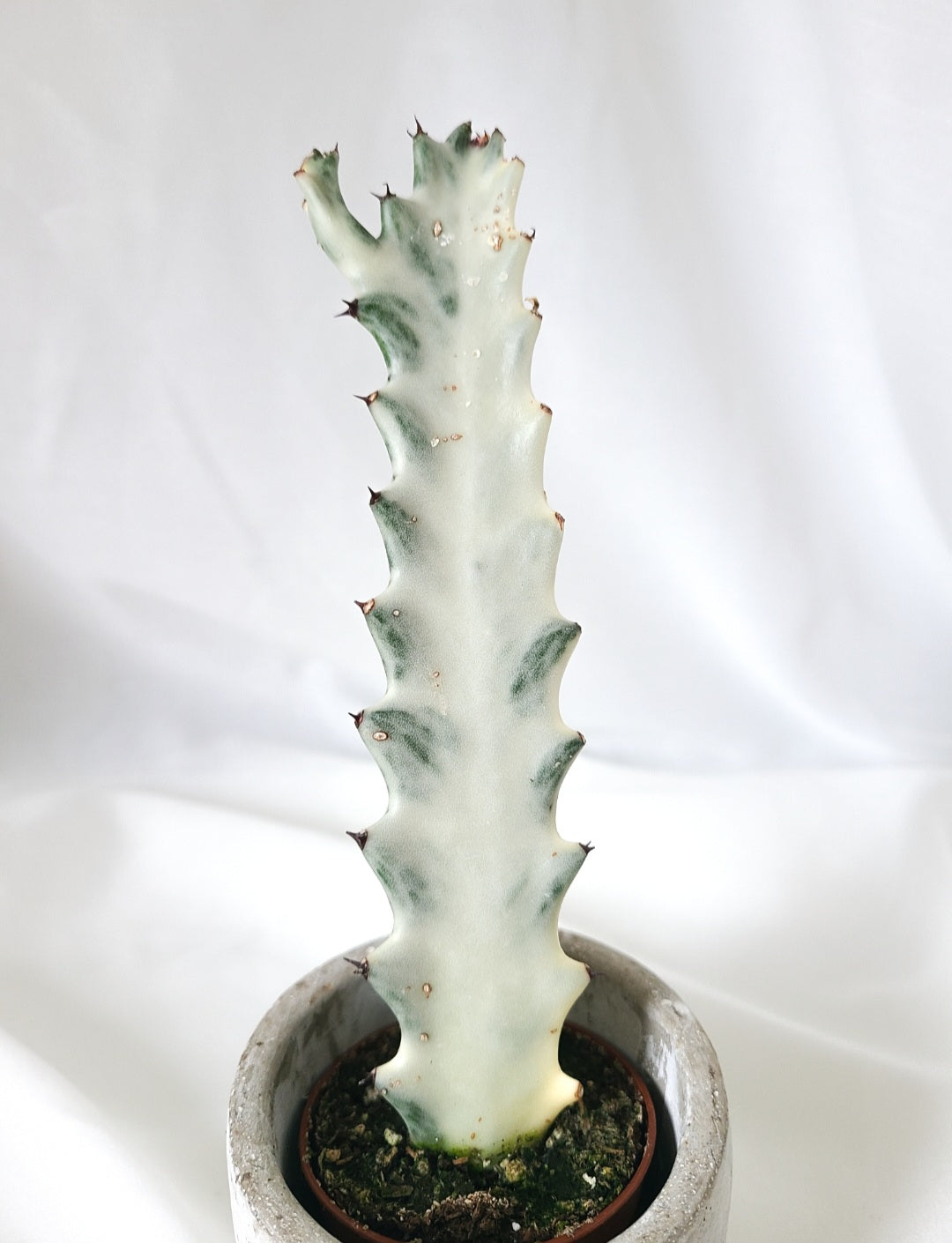 Euphorbia lacthea white ghost