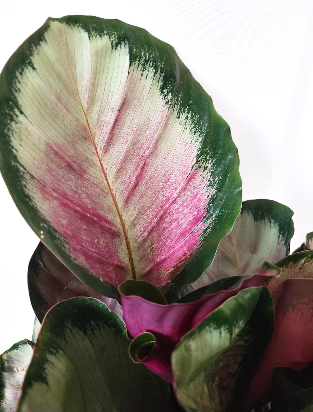 Calathea rosie