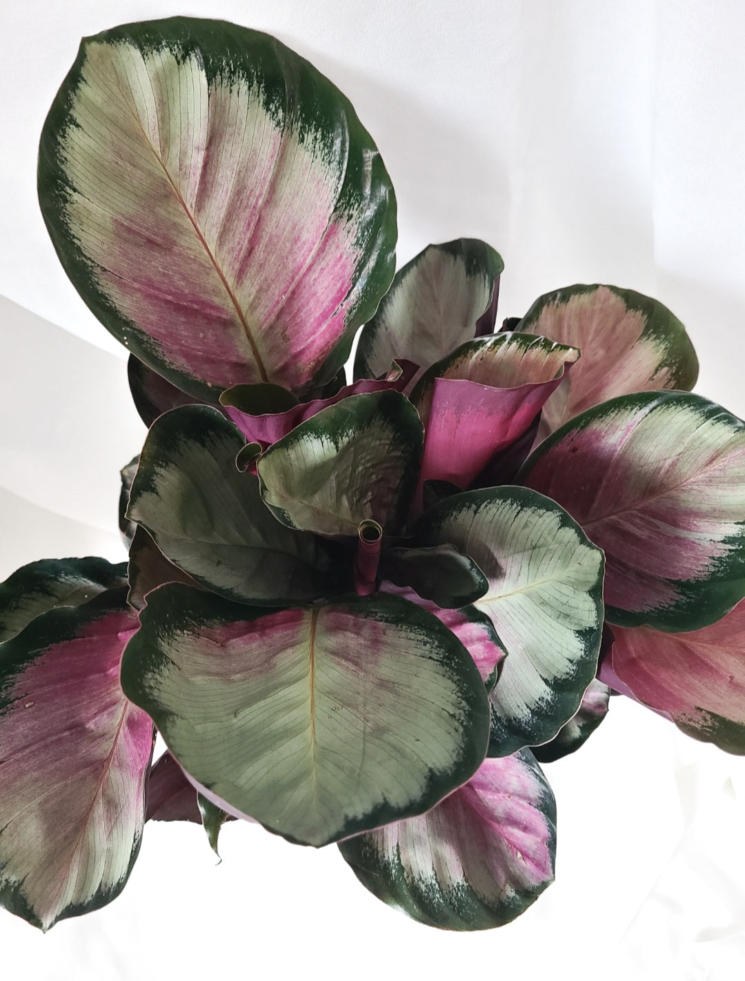 Calathea rosie