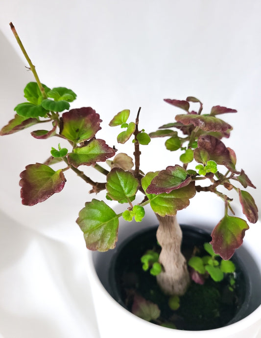 Plectranthus ernstii