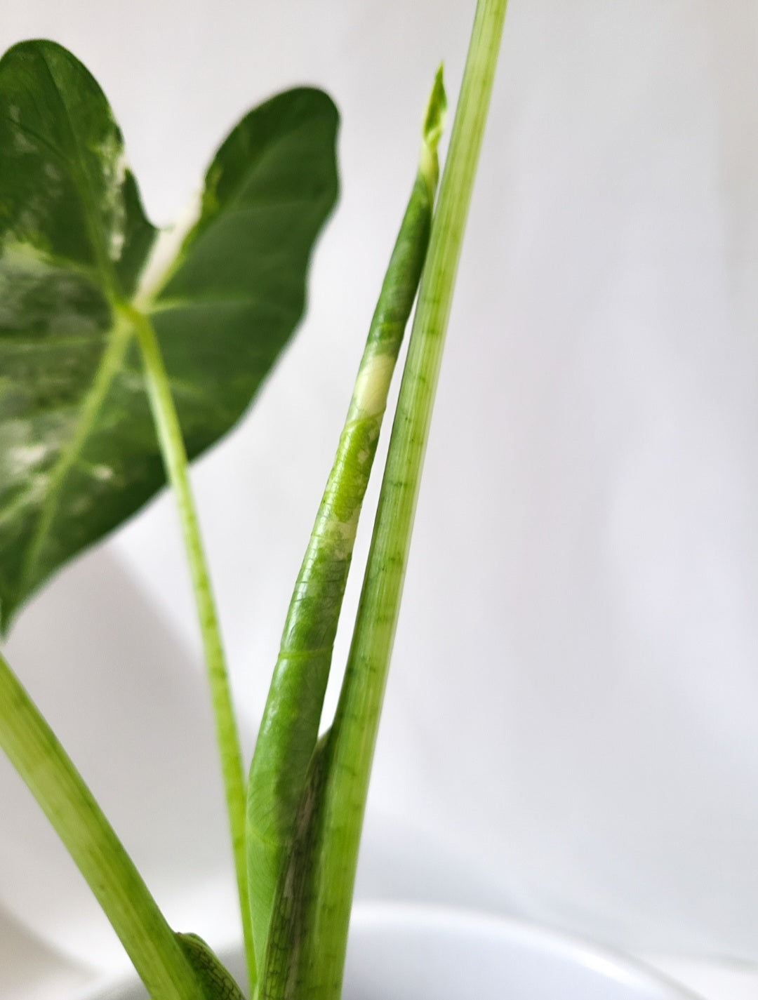 Alocasia Frydek varieged 1