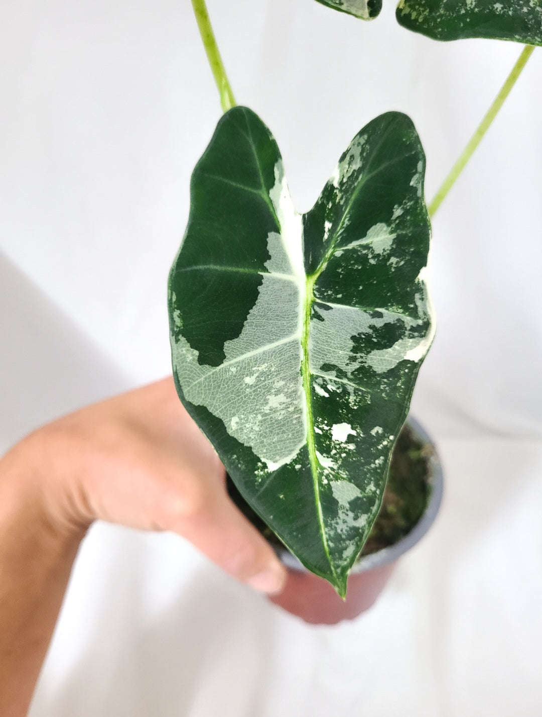 Alocasia Frydek varieged 1