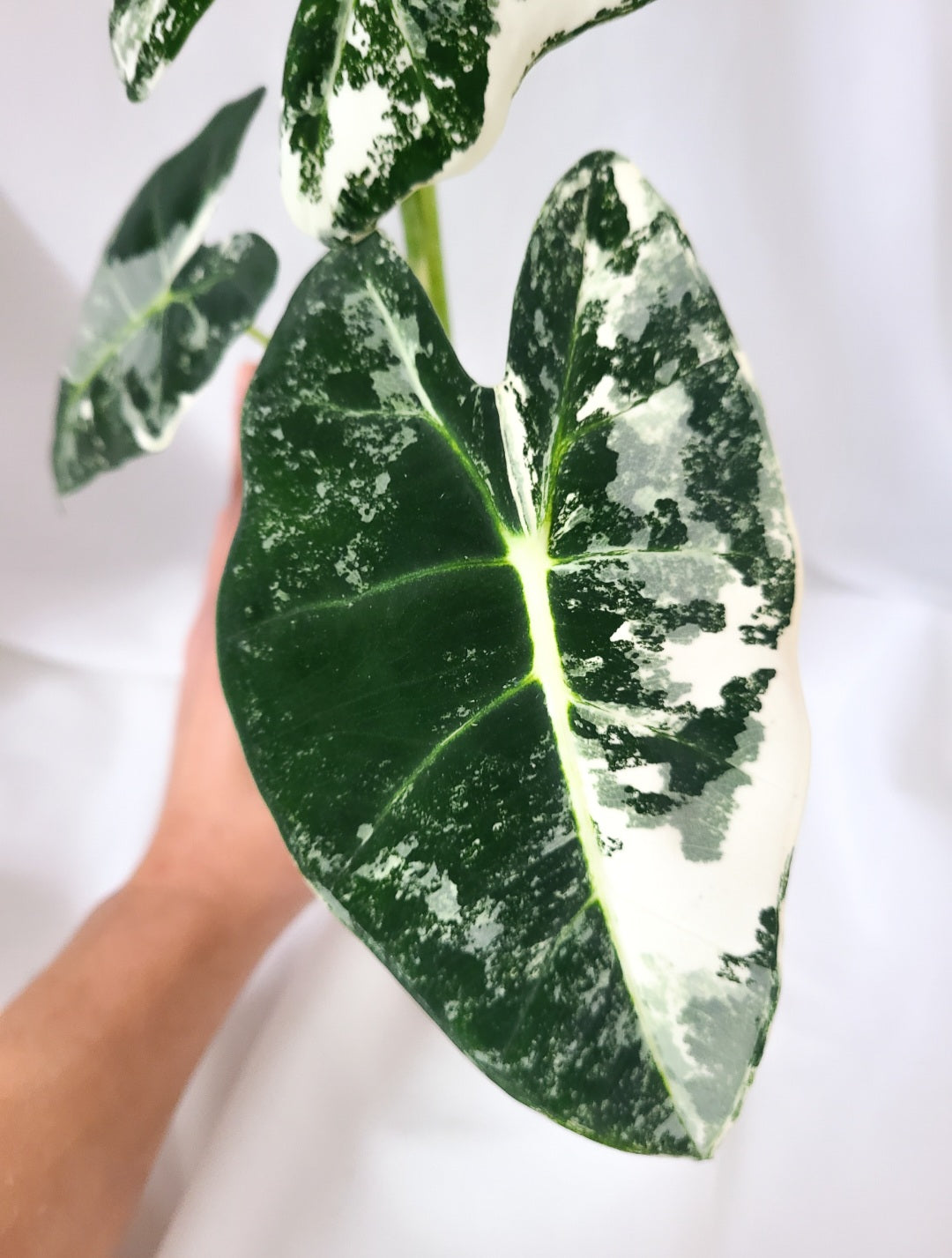 Alocasia Frydek varieged 1