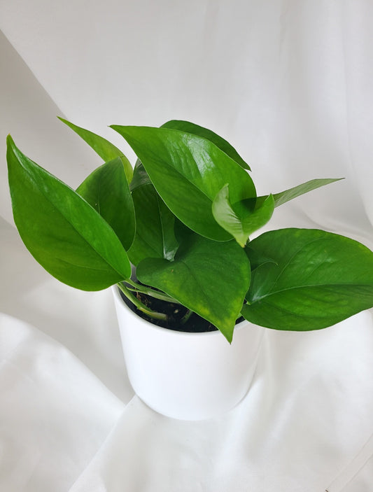 Pothos Jade