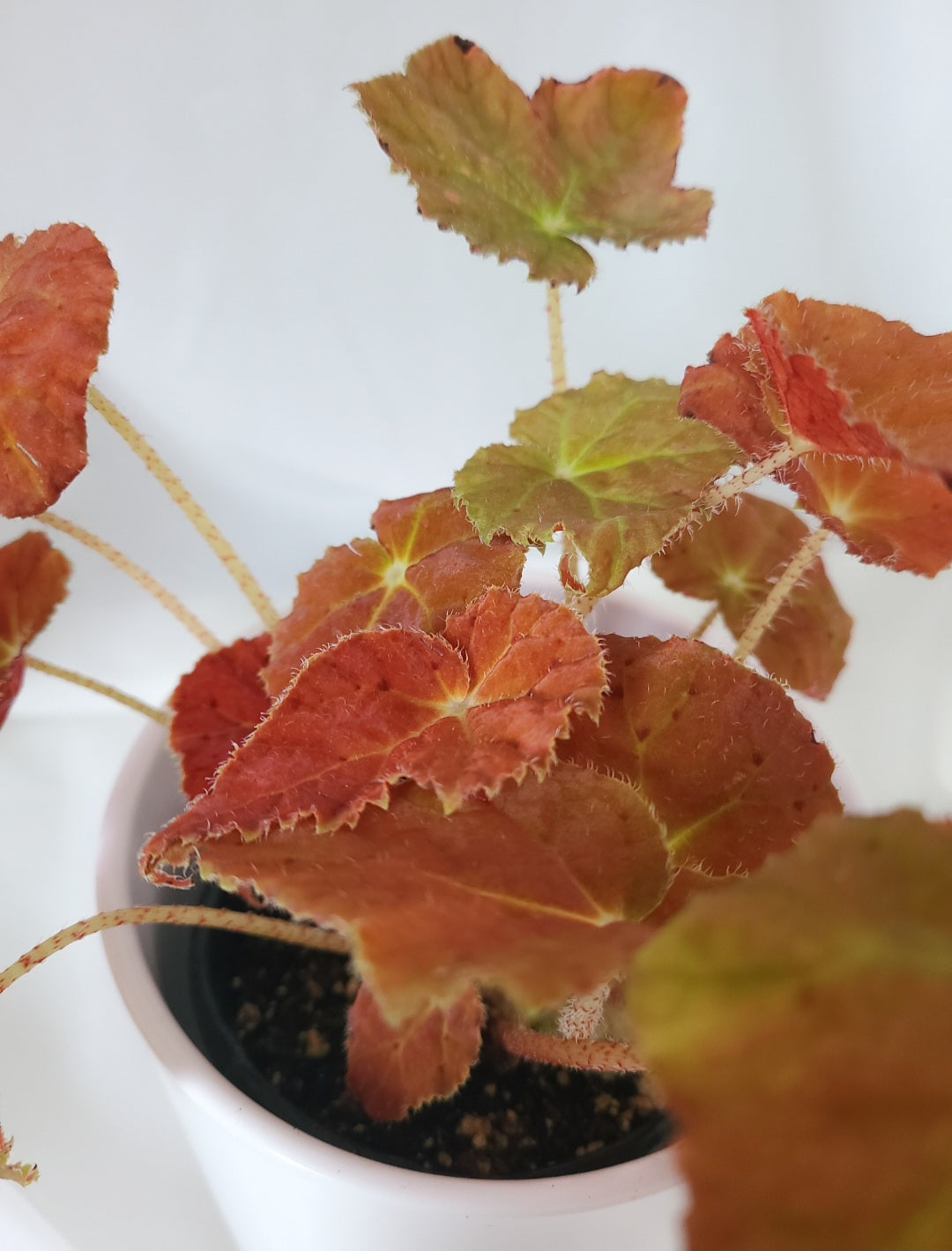 Begonia autumn amber