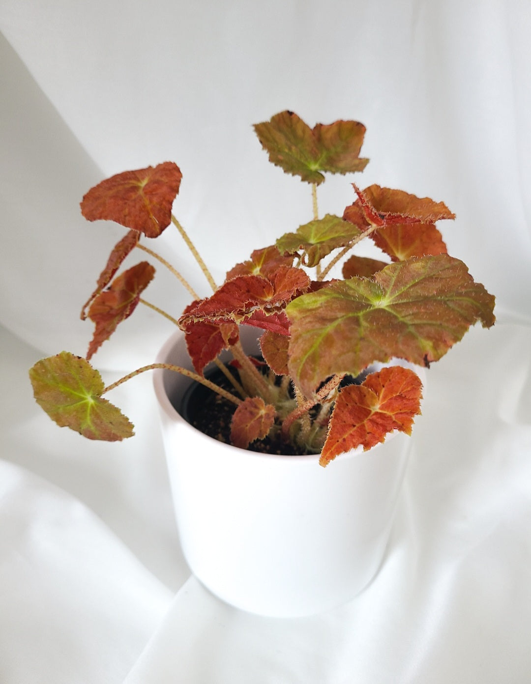 Begonia autumn amber