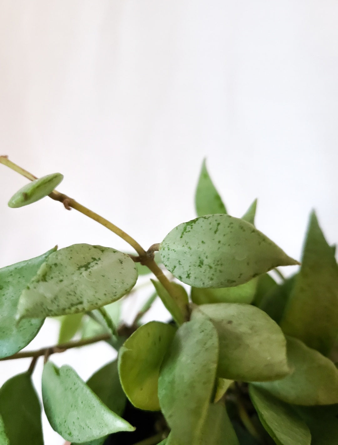 Hoya lacunosa