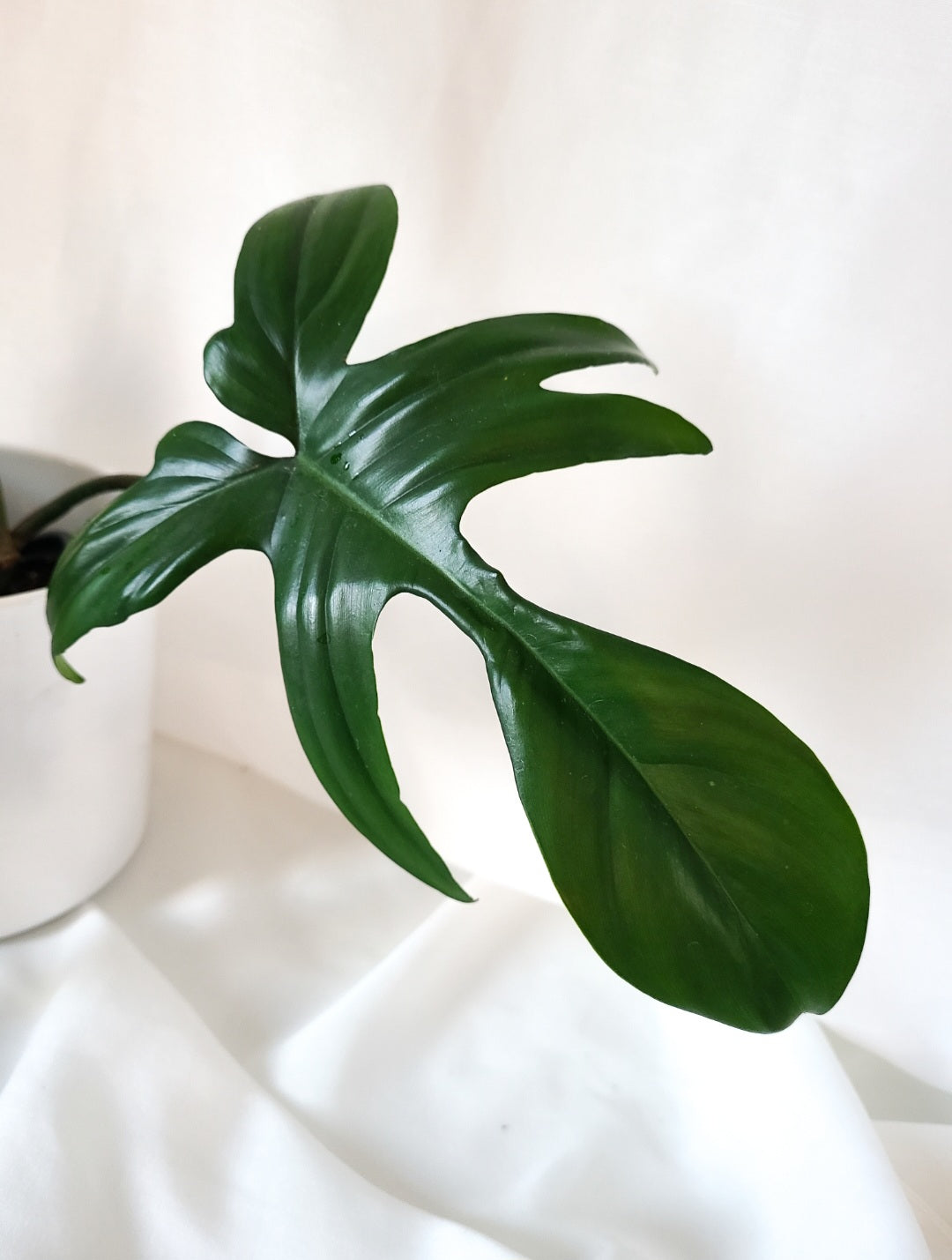 Philodendron Florida beauty revert