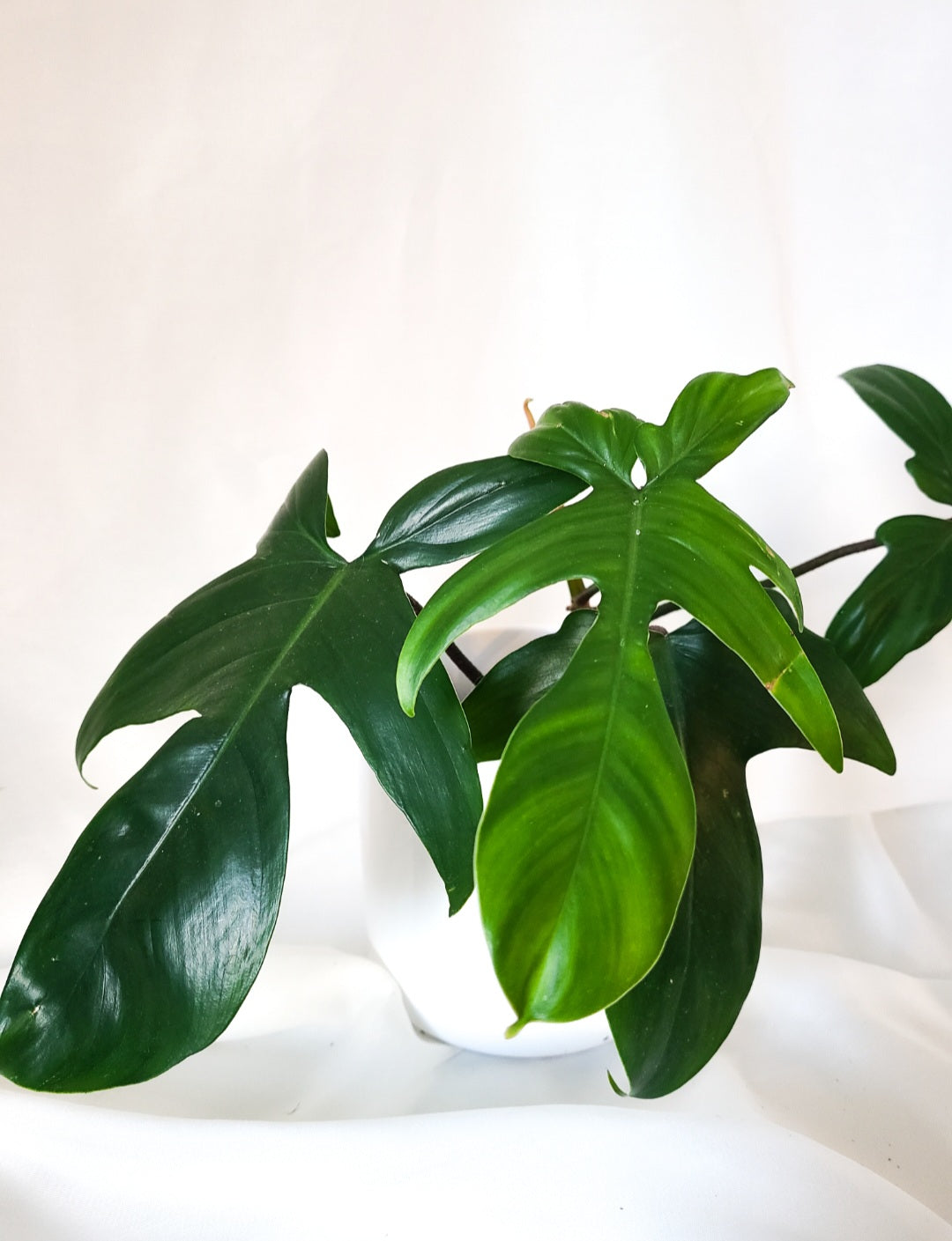 Philodendron Florida beauty revert