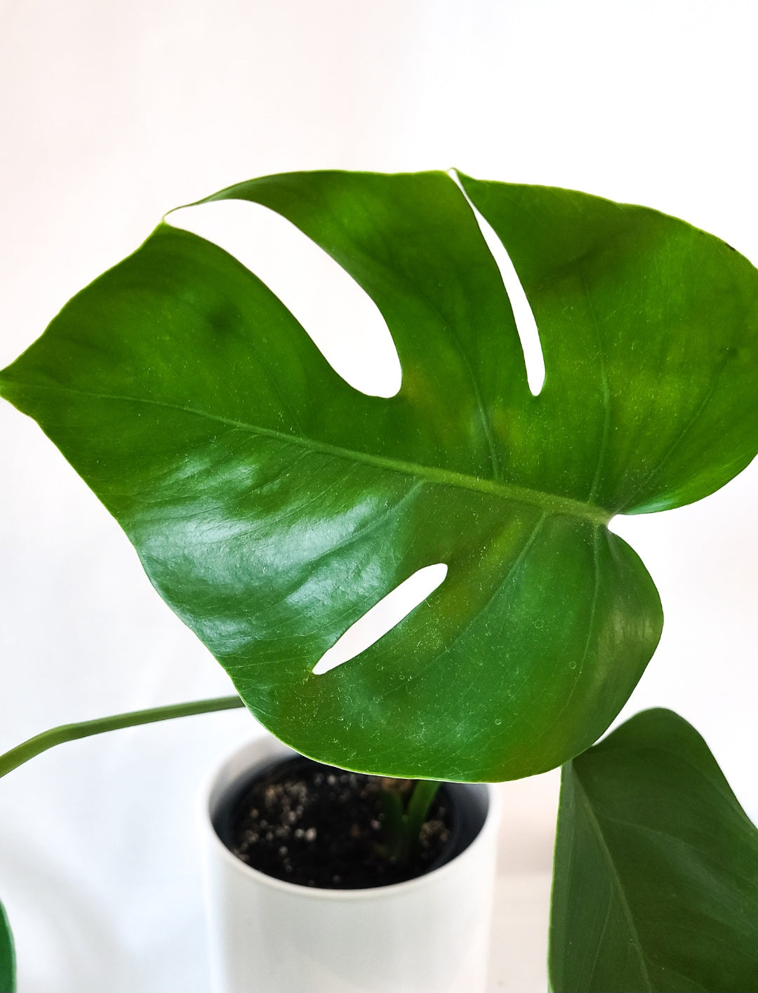 Monstera aurea revert