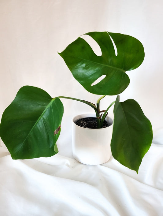 Monstera aurea revert