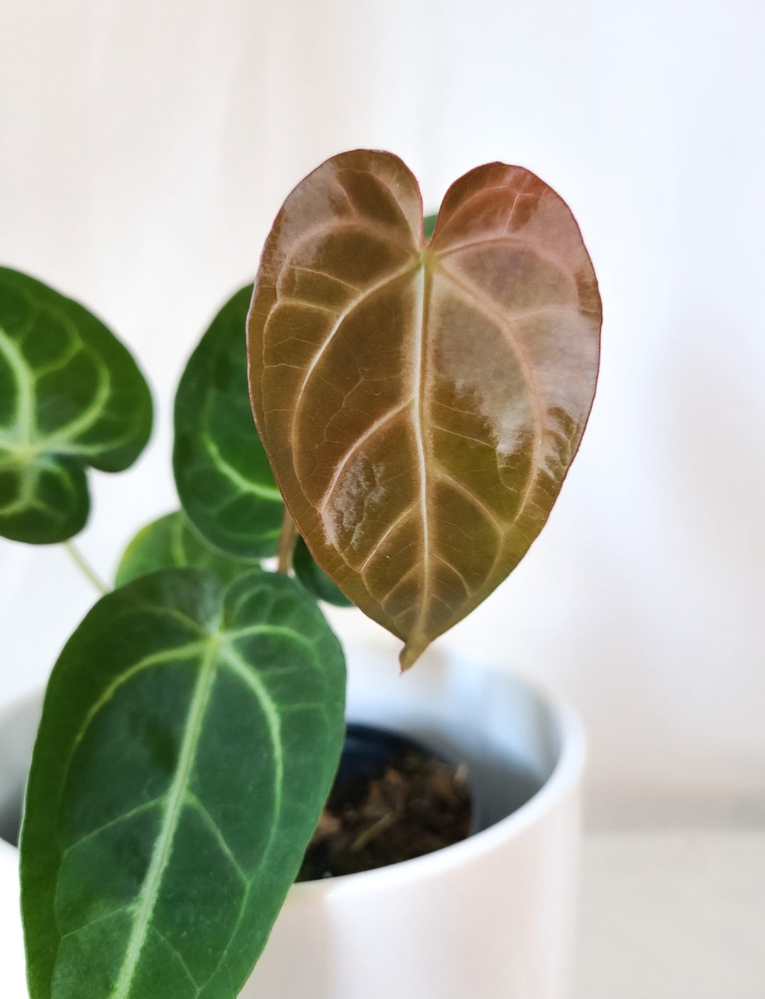 Anthurium magnificum