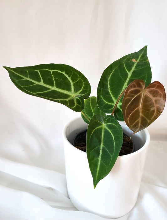 Anthurium magnificum