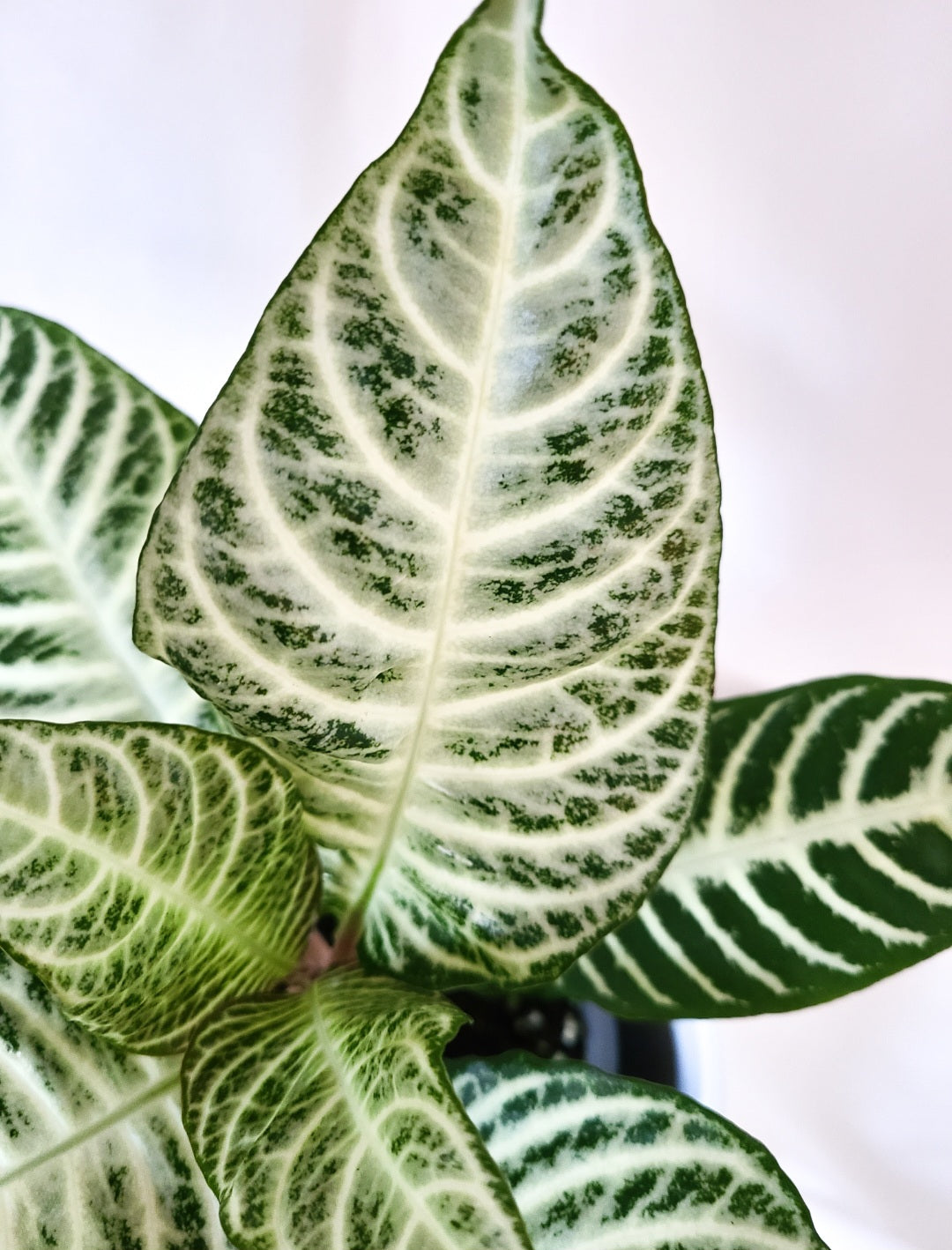 Aphelandra snowflake