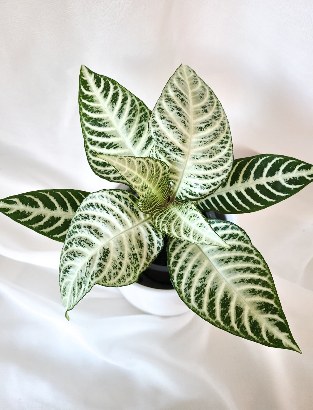 Aphelandra snowflake