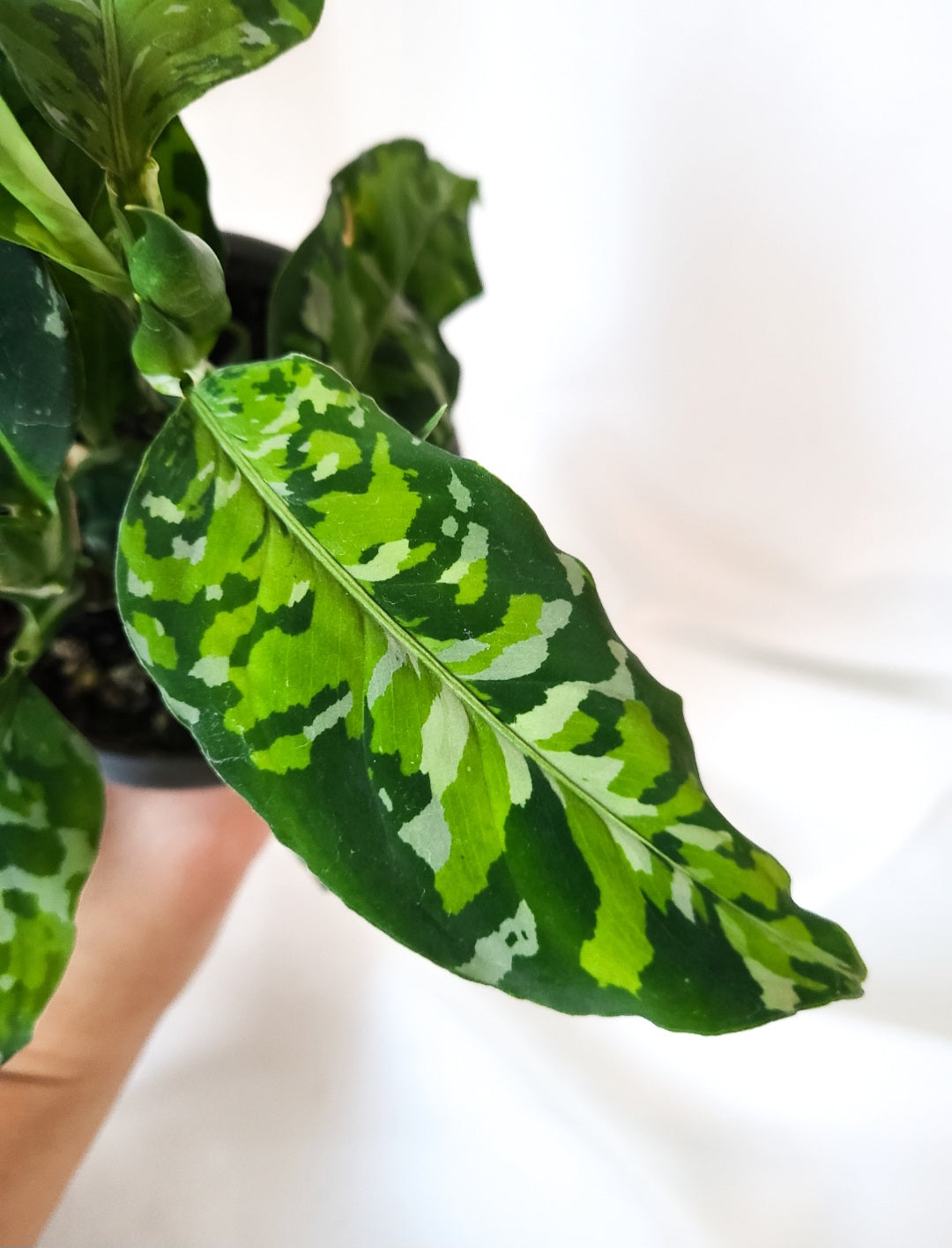 Aglaonema pictum tricolor