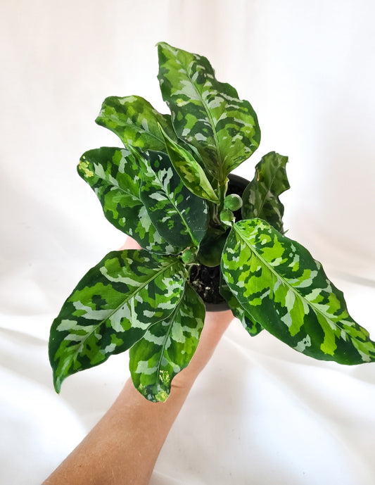 Aglaonema pictum tricolor