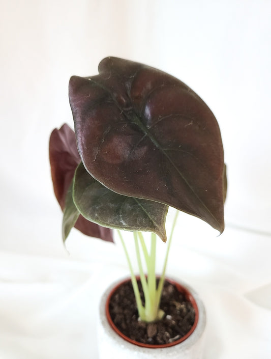 Alocasia red secret