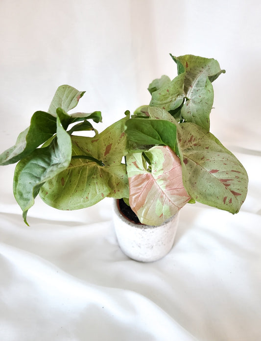 Syngonium Milk confetti