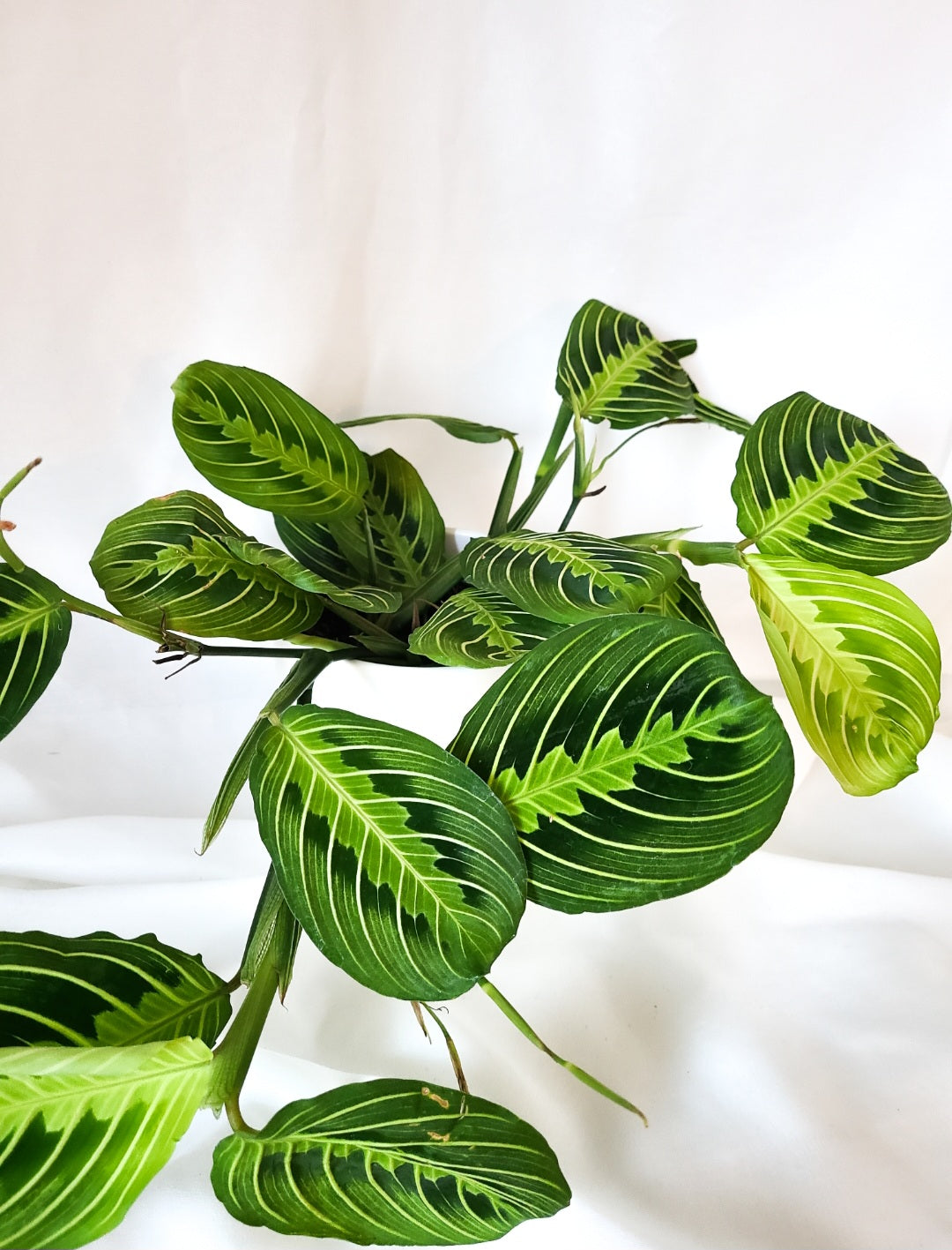 Maranta limon lime