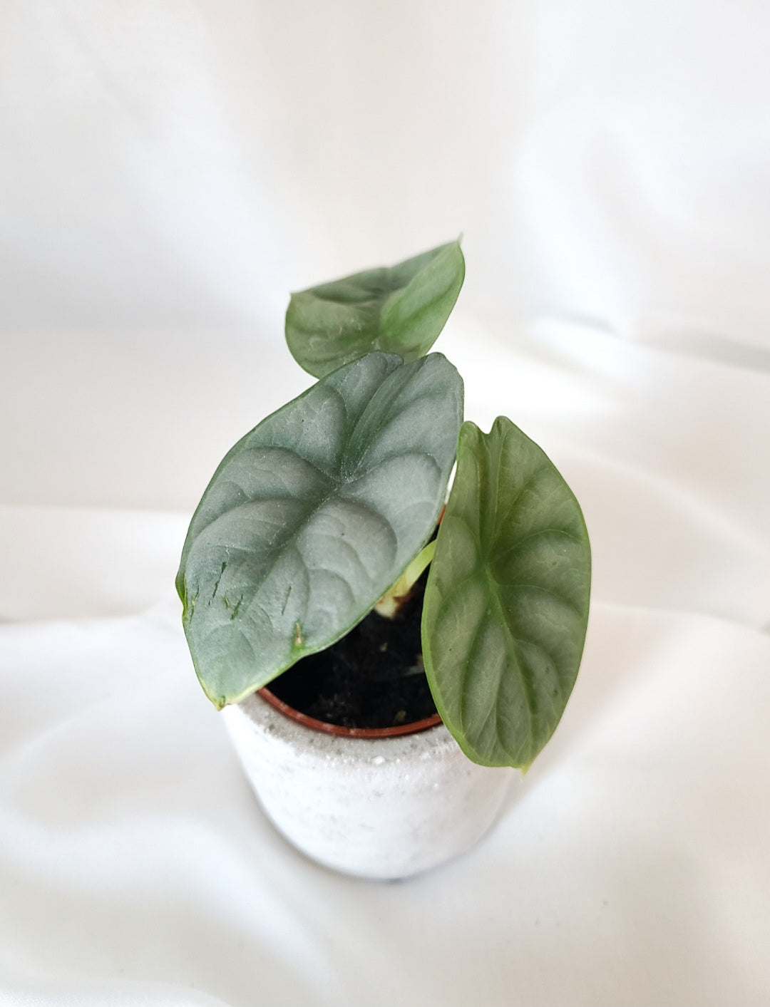 Alocasia silver dragon