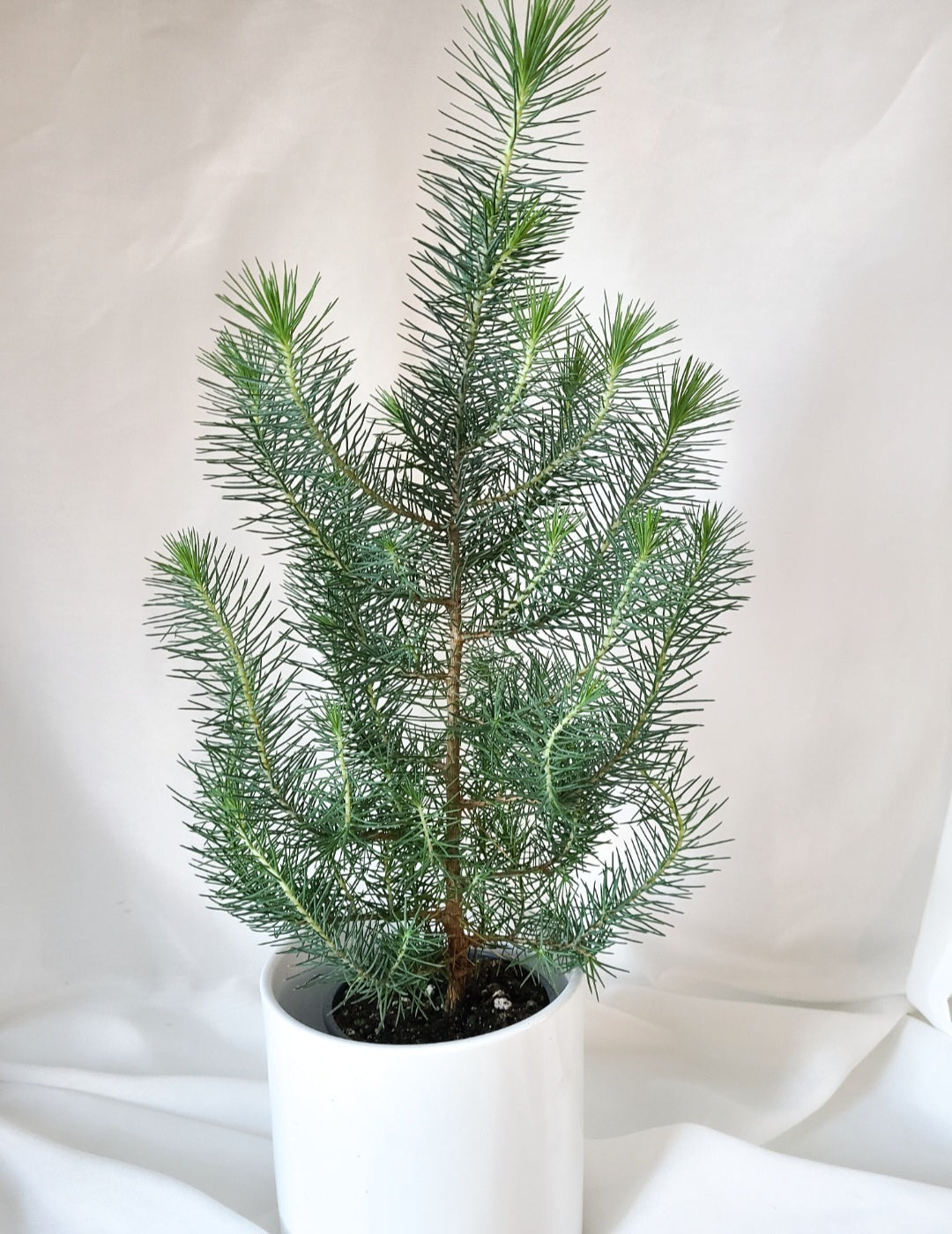 Pinus pinea - stone pine