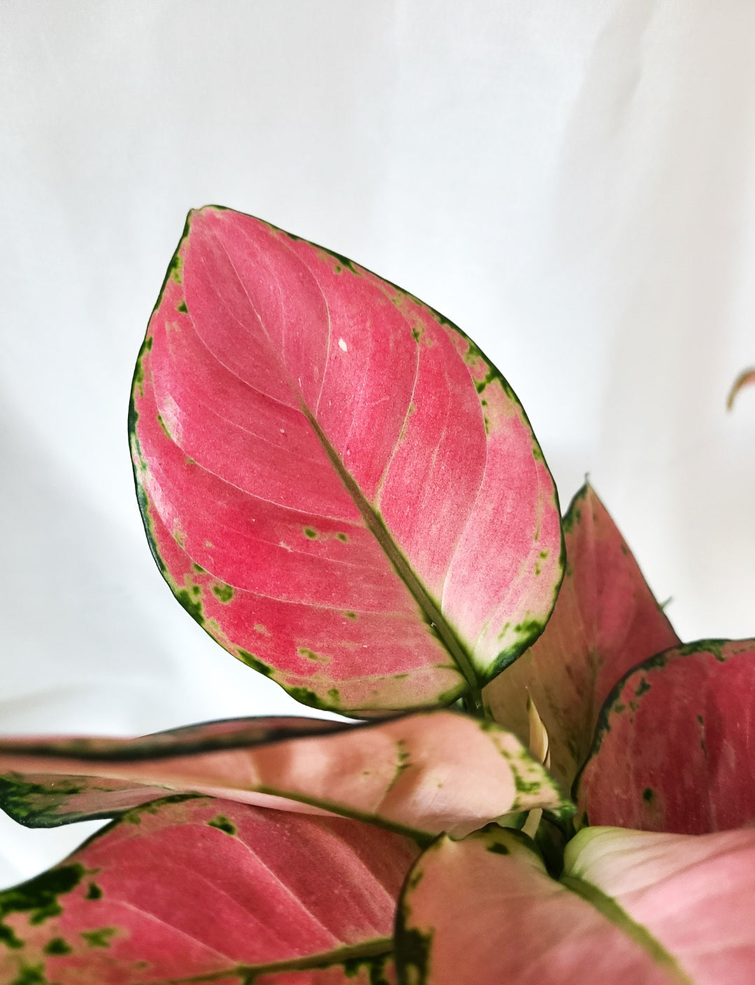 Aglaonema red zicron